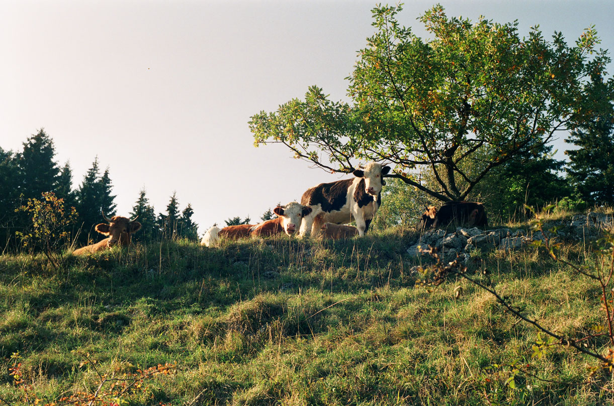 Hodel/Schumacher/Clavadetscher